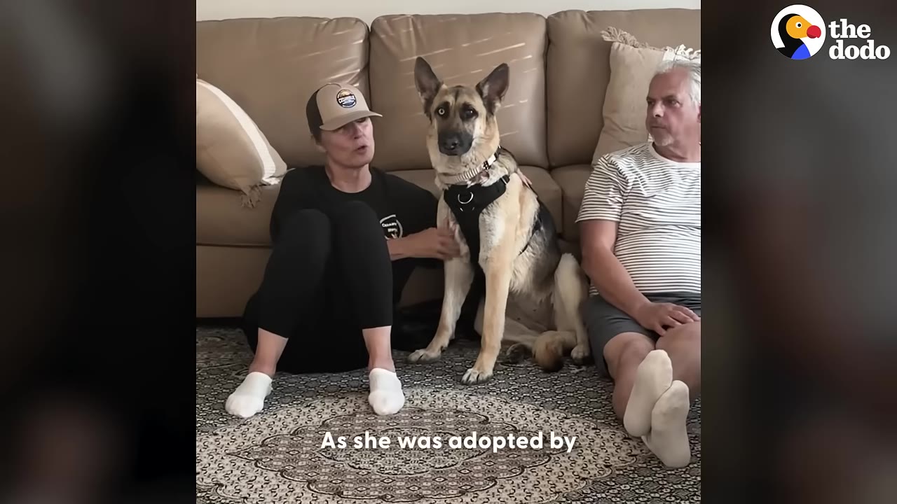 A German Shepherd dog wearing a black harness sits on a patterned rug between a woman wearing a baseball cap and a man in a striped shirt, in front of a tan couch.