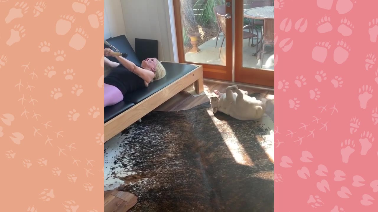 A white dog lies on its back on a rug in a Pilates studio while a woman exercises on a reformer machine.