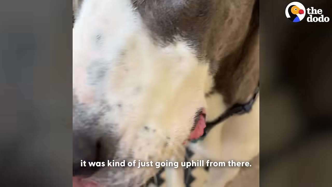 A close-up shot of a dog licking food, with the subtitle 'it was kind of just going uphill from there.'