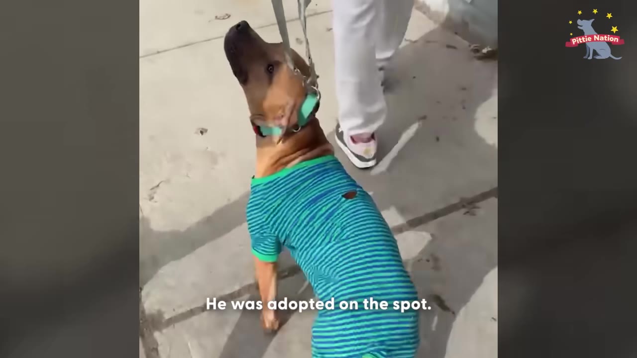 A brown dog wearing a green and blue striped shirt is walked on a leash by a person wearing white pants.