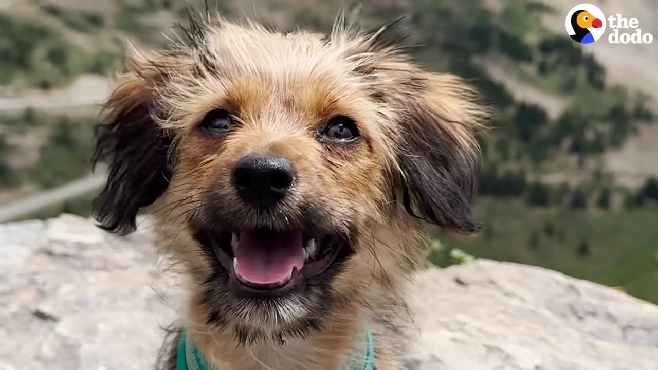 A close-up portrait of a small, scruffy brown dog smiling with its mouth open, set against a blurred background of mountains and trees.
