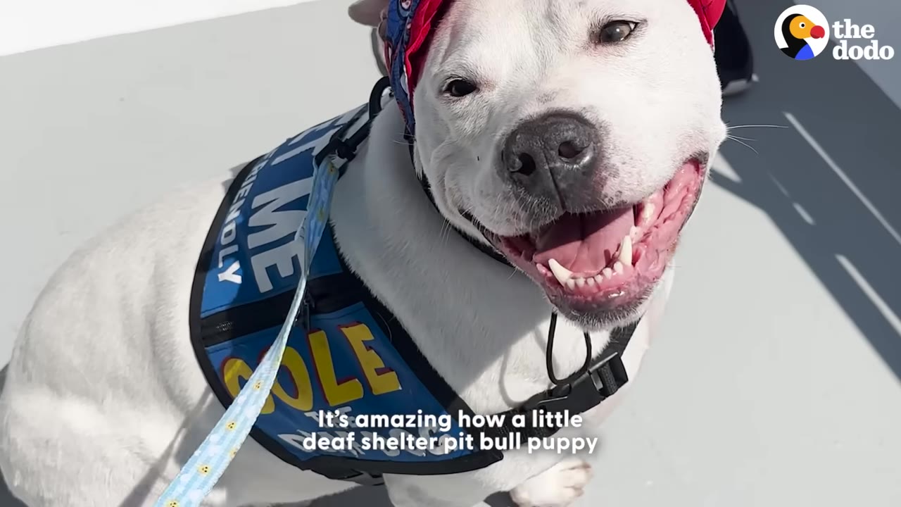 A happy white pit bull wearing a blue therapy dog vest and a red cap smiles directly at the camera.