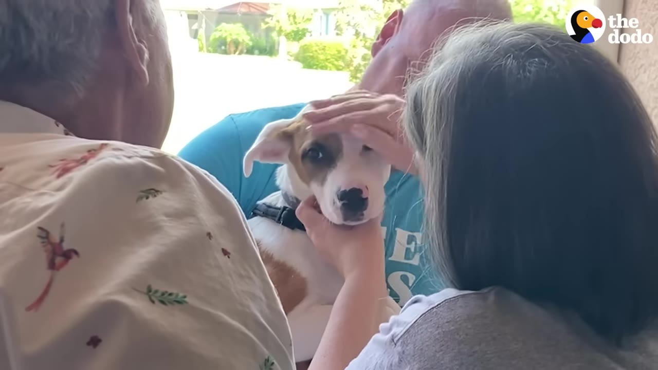 A brown and white puppy being held and gently petted on the head by his new family members.