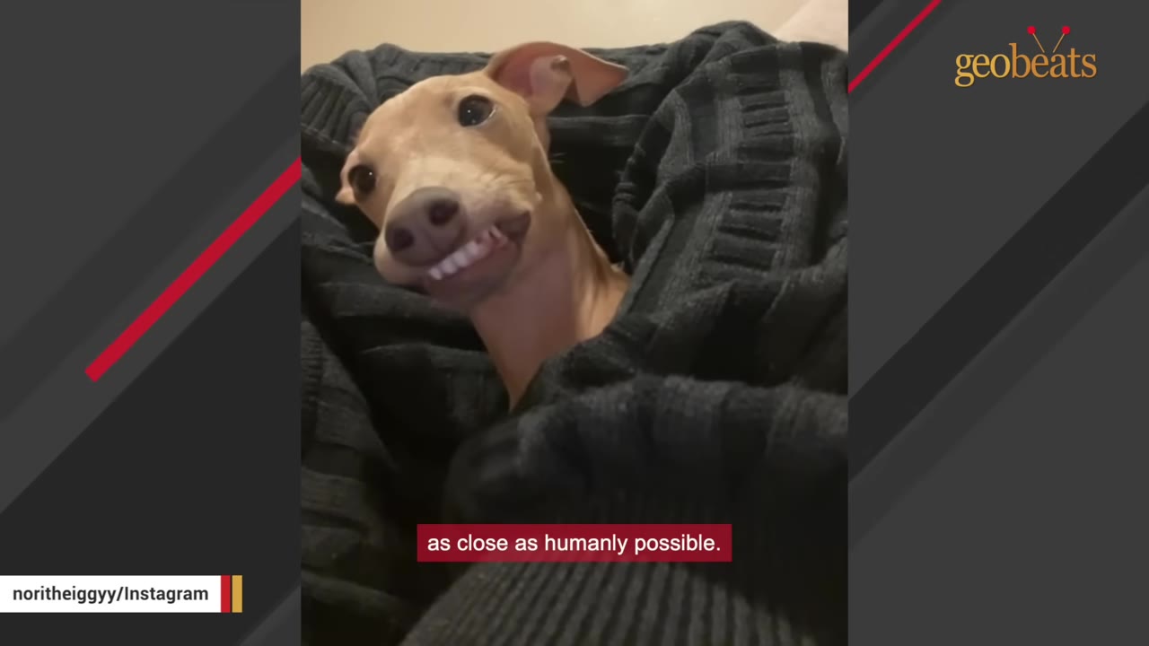 A light brown Italian Greyhound snuggled inside a dark, textured knit sweater, showing a funny grin with its teeth visible.
