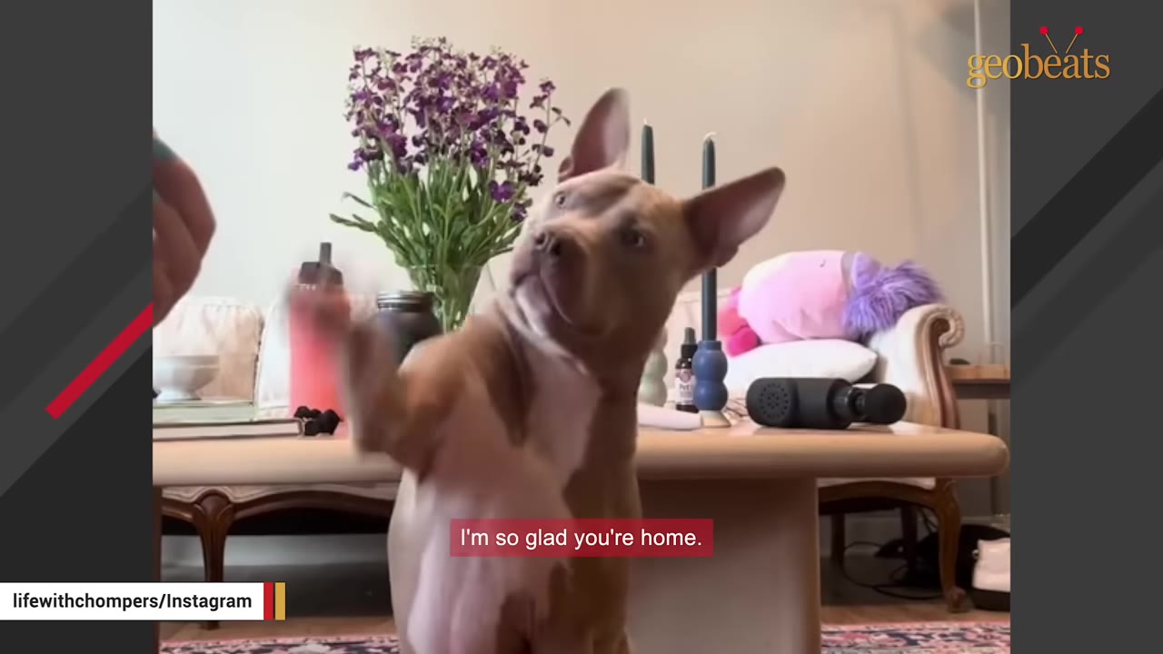 A tan pit bull-type dog stands on its hind legs in a living room, looking up with its head tilted, next to a coffee table with flowers.