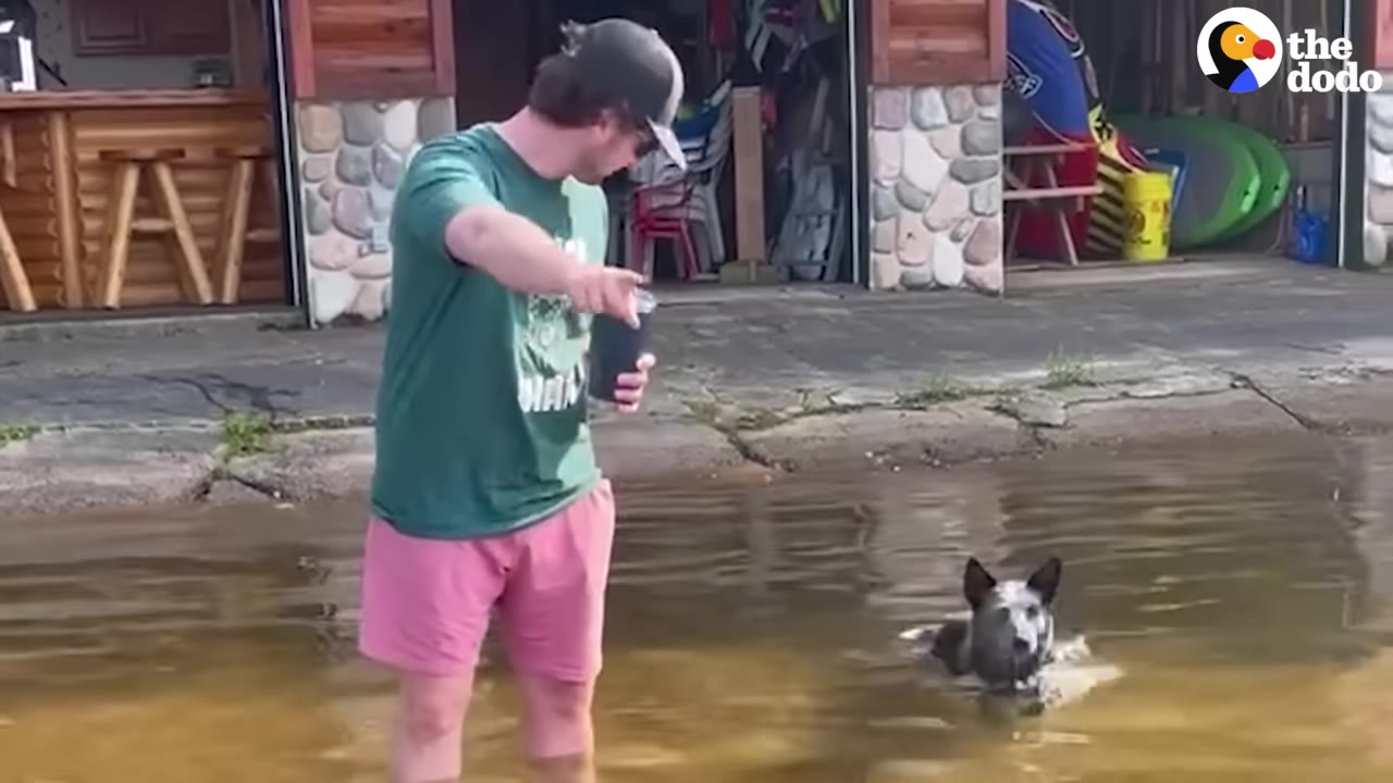 A man in a green shirt and pink shorts stands in shallow water, pointing towards a blue heeler dog swimming nearby.