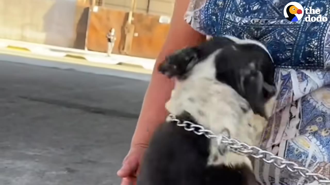 A black and white dog leaning its head affectionately against a person wearing a blue patterned top.