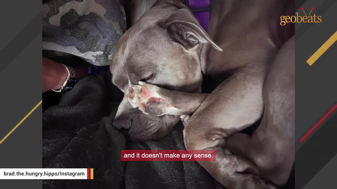 A grey dog sleeping soundly with its hind leg curled up and its paw resting directly over its face.