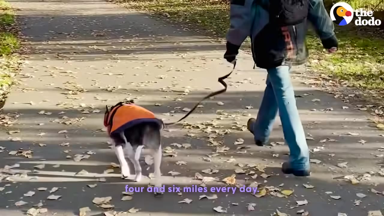 A person in blue jeans and a jacket walks a dog wearing an orange vest on a leash along a paved path covered in fallen leaves.