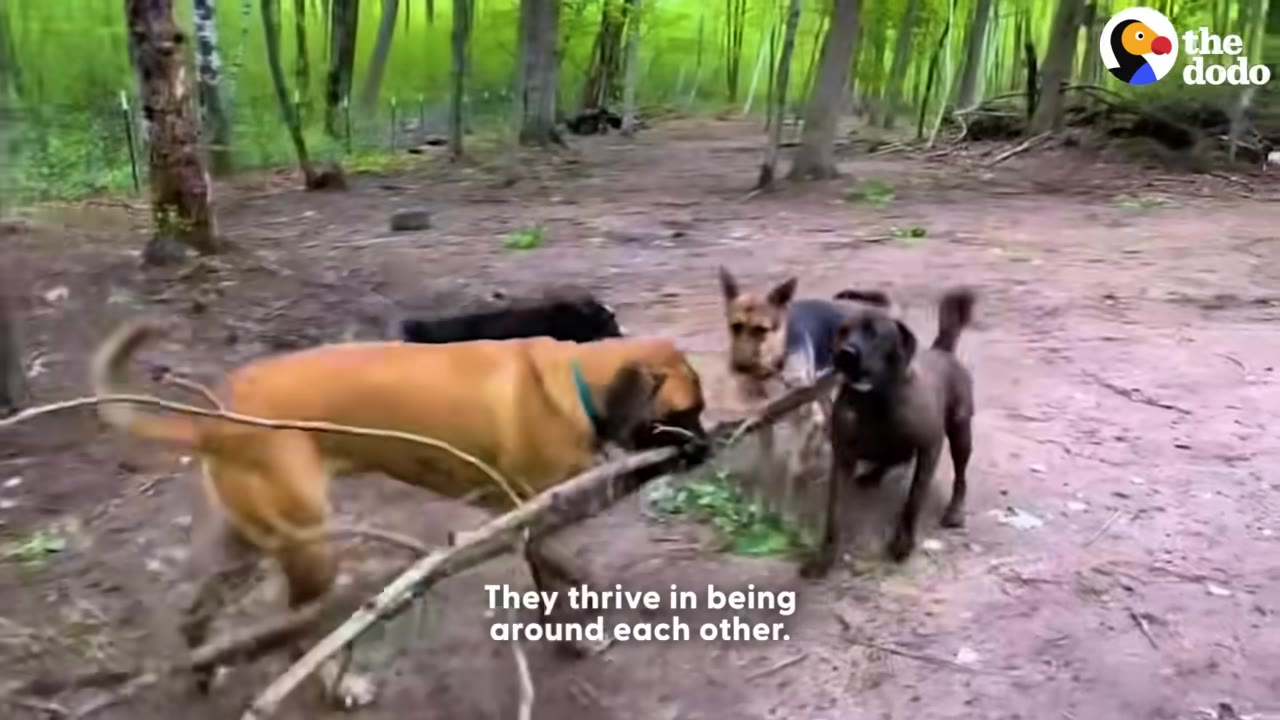Several dogs play together in a wooded area, with one large tan dog carrying a branch.