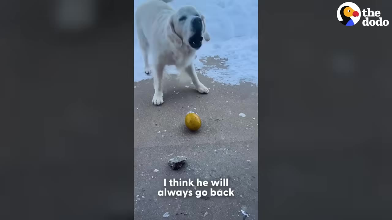 A golden retriever stands on a concrete patio next to a patch of snow, looking down at a small golden egg toy on the ground.