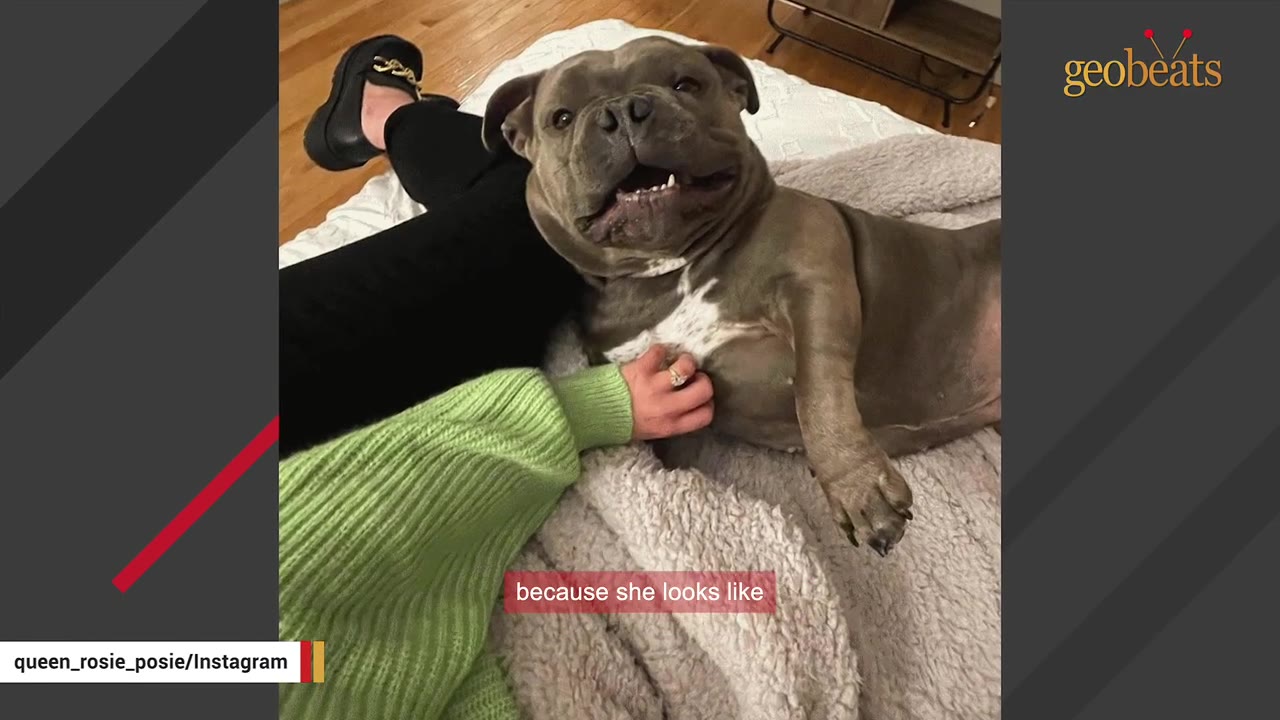 A grey French bulldog lies comfortably on a bed next to its owner, looking up with a happy expression while being petted.