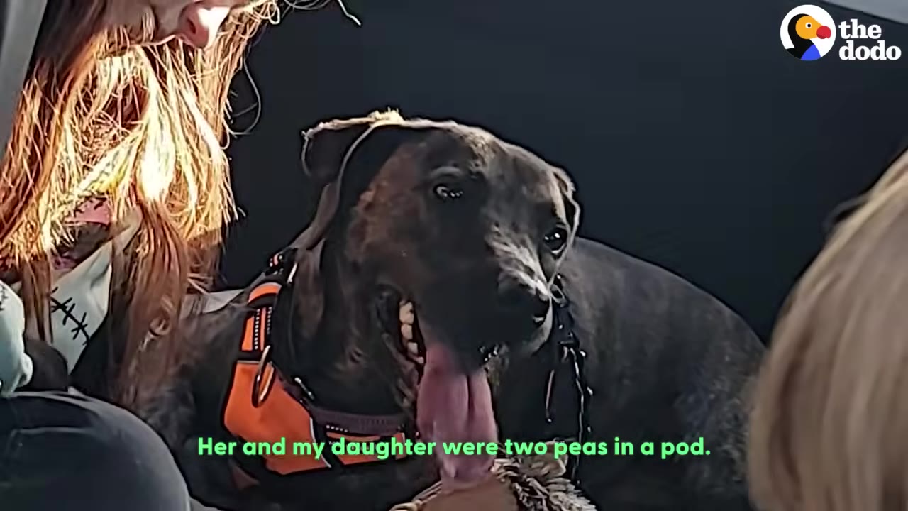 A brindle dog wearing an orange harness sits happily with its tongue out as a young girl with long hair gently pets its head.