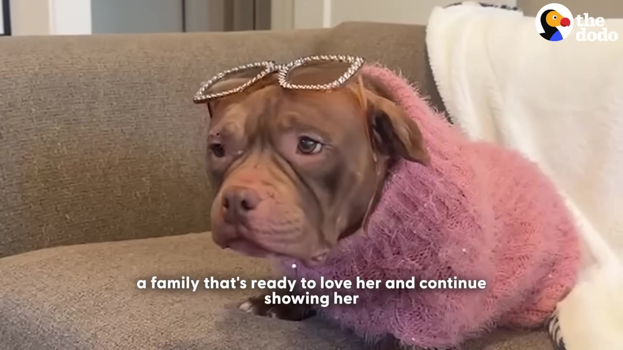 A brown dog wearing a pink knit sweater and sparkly glasses on its head sits on a grey couch.