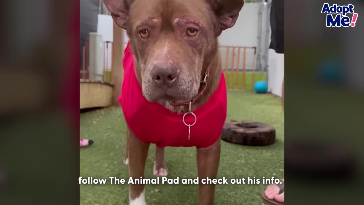 A brown dog wearing a red shirt looks directly at the camera while standing on a grassy area.