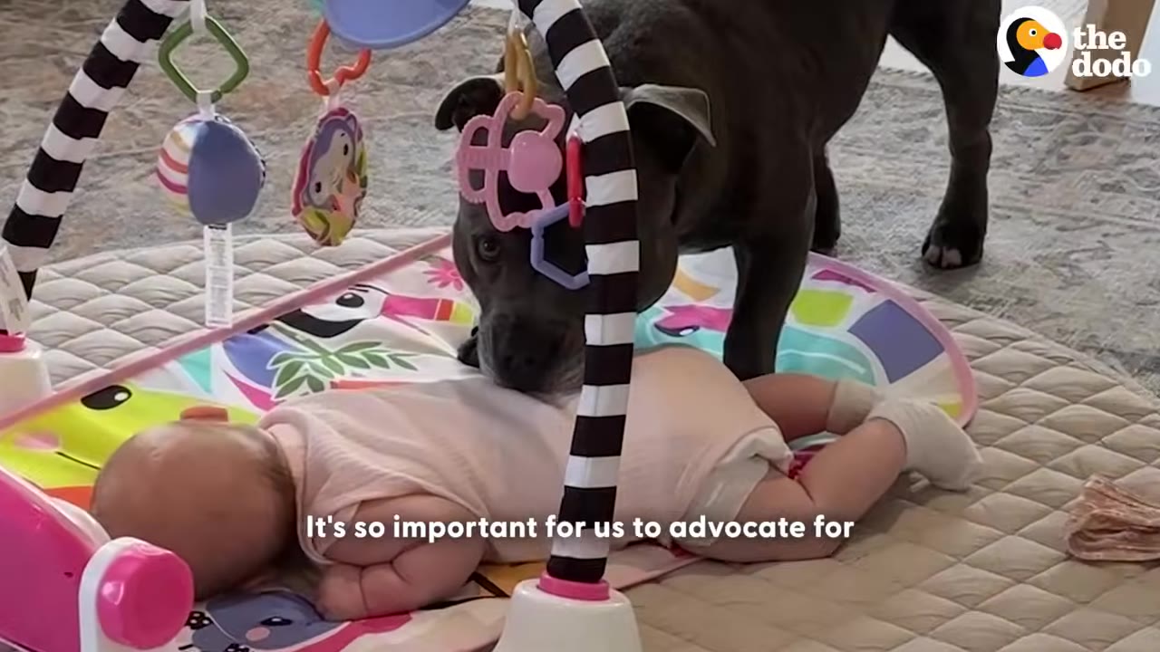 A grey pit bull stands watchfully over a baby lying on a colorful play mat.