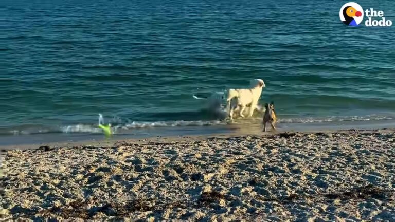 California Dog Gets His Very Own Puppy And Their Beautiful Bond Is Instantly Unbreakable
