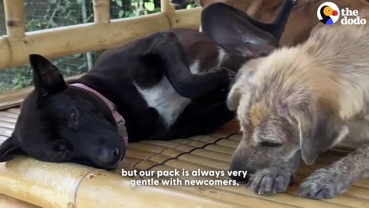 A light brown dog sits next to a black dog lying on its back on a bamboo platform.