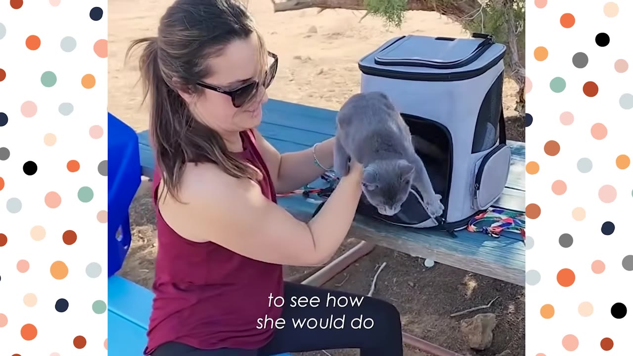 A woman in sunglasses and a maroon tank top holds a grey cat as it steps out of a grey pet backpack carrier on a blue picnic table outdoors.
