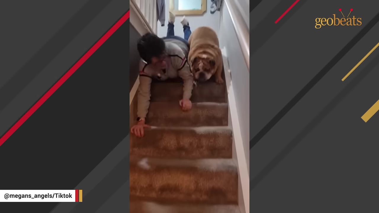A person sliding down carpeted stairs on their stomach next to a brown and white bulldog.