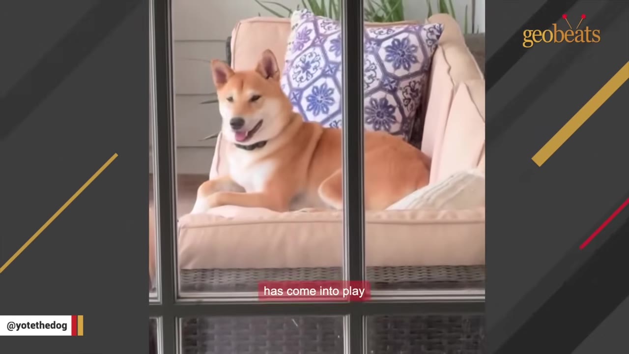 A tan Shiba Inu dog relaxes comfortably on a cushioned outdoor couch with a patterned pillow behind him, viewed through a window frame.
