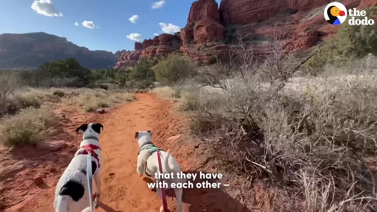 Two dogs, one white with black spots and one mostly white, walk side-by-side on a dirt trail in a red rock desert landscape.