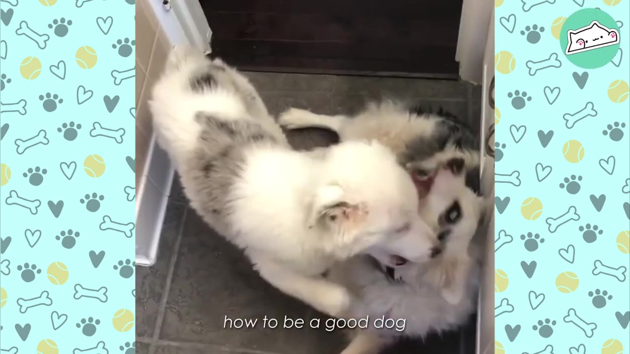 A fluffy white and grey dog playfully interacts with another white dog on a tiled floor, with the caption 'how to be a good dog' at the bottom.