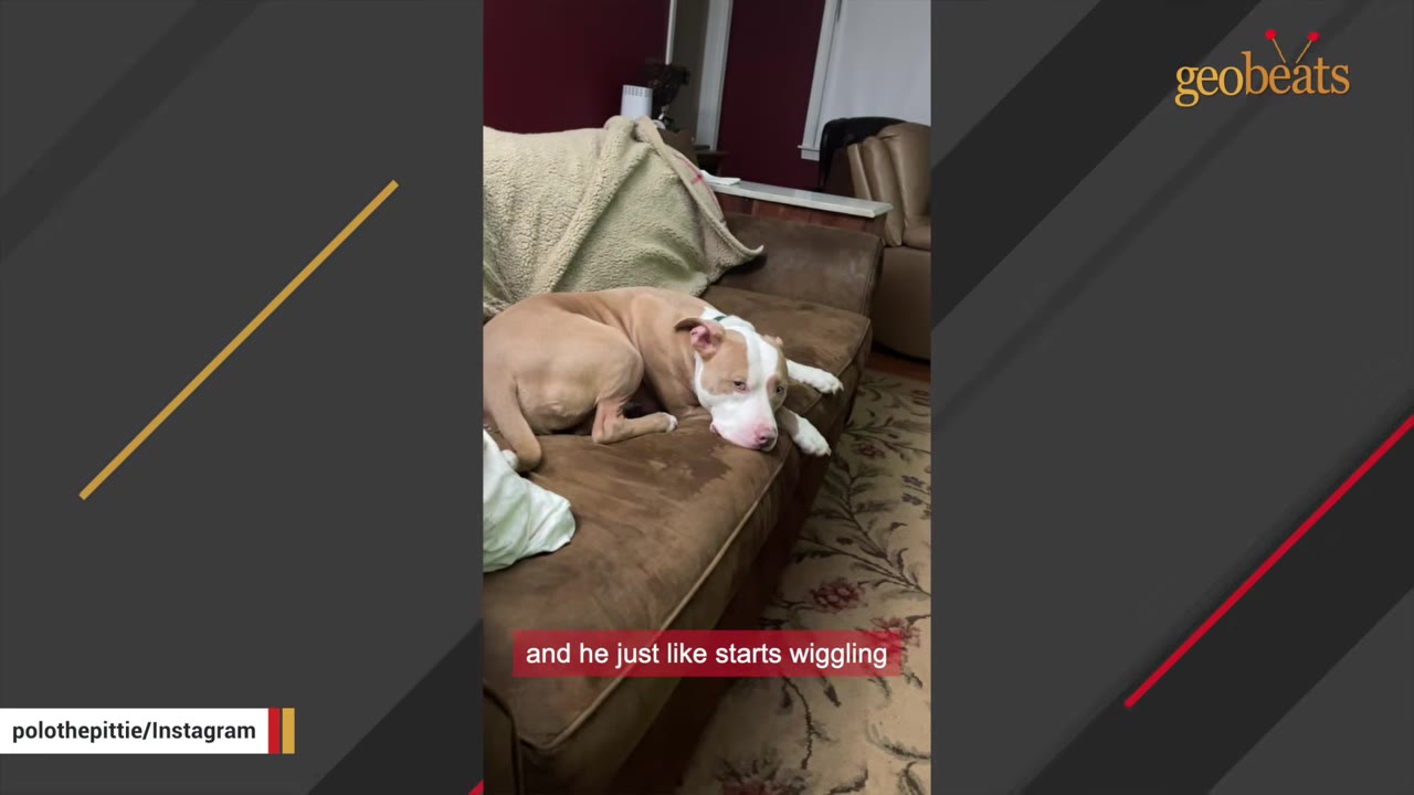 A tan and white pit bull dog lying down on a brown couch inside a home.