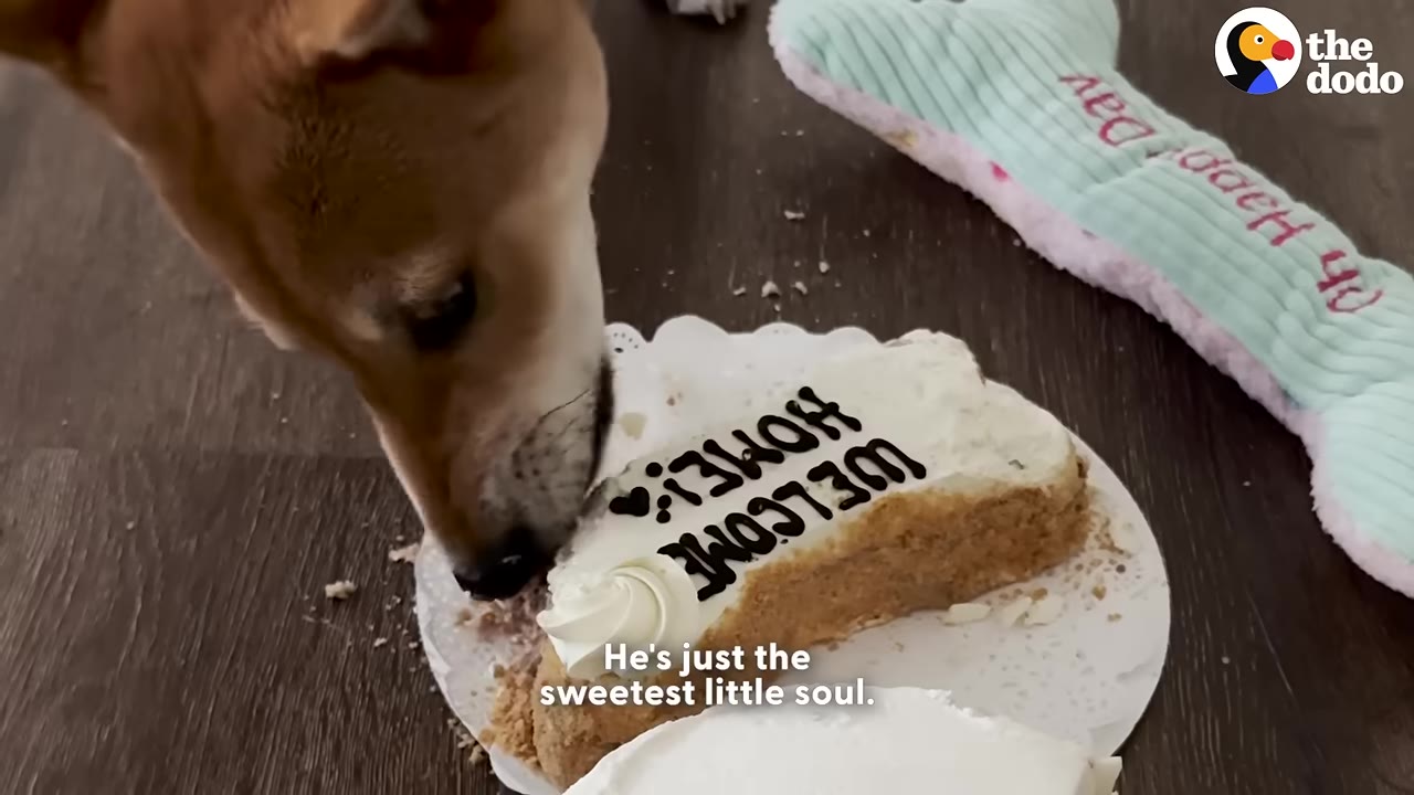 A tan and white dog licks a slice of cake with white frosting that has "WELCOME HOME!" written on it in black icing.