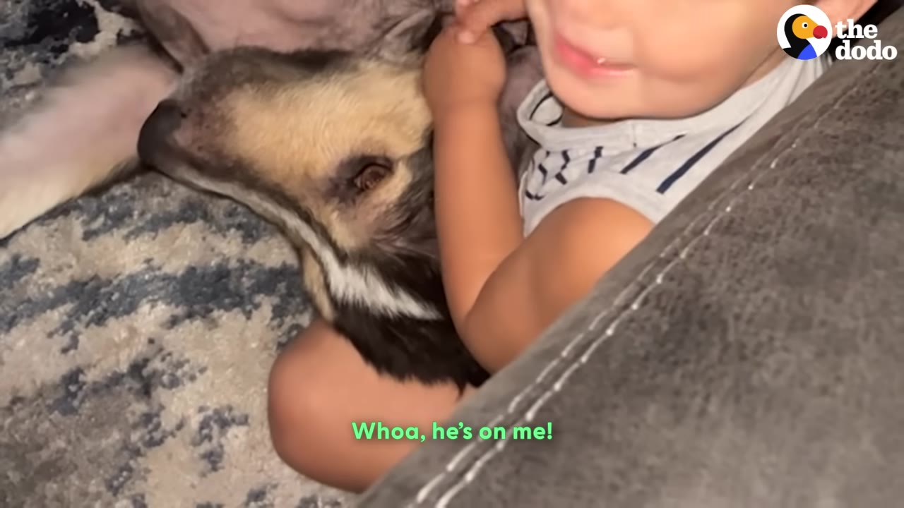 A dog with black and tan fur rests its head on a smiling child's lap as the child gently hugs it.