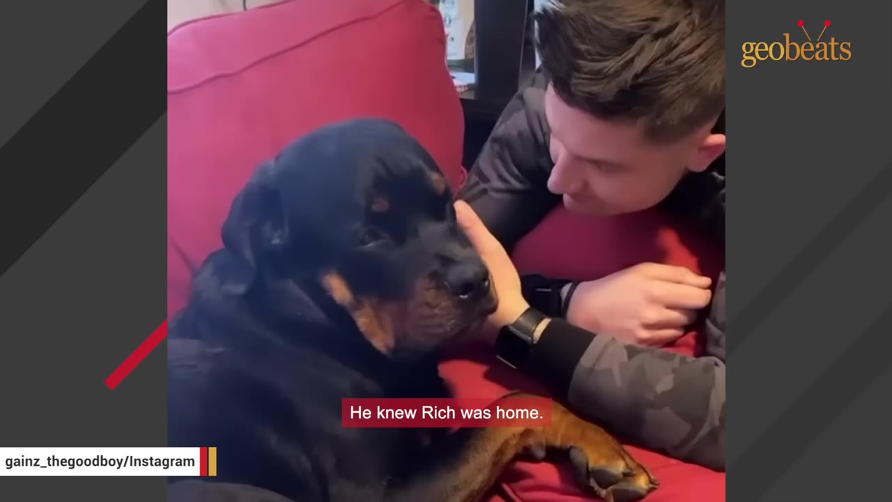 A Rottweiler dog lies on a red couch while a man leans in close to pet him affectionately.