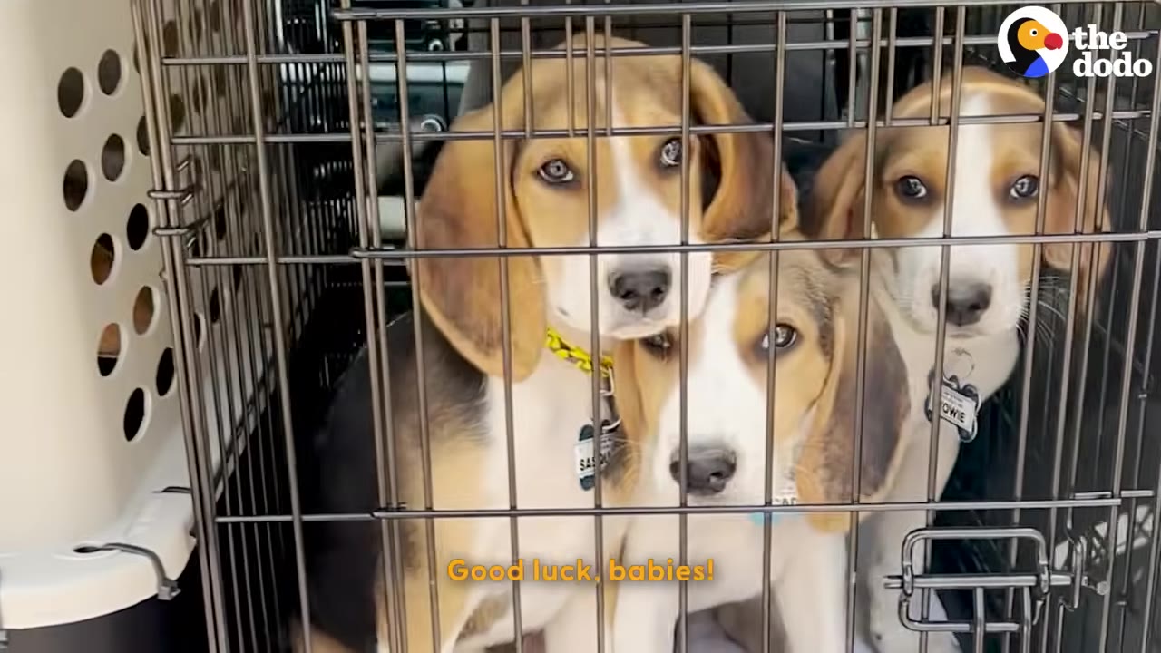Three beagle puppies looking out from inside a wire travel crate with a caption that reads 'Good luck, babies!'