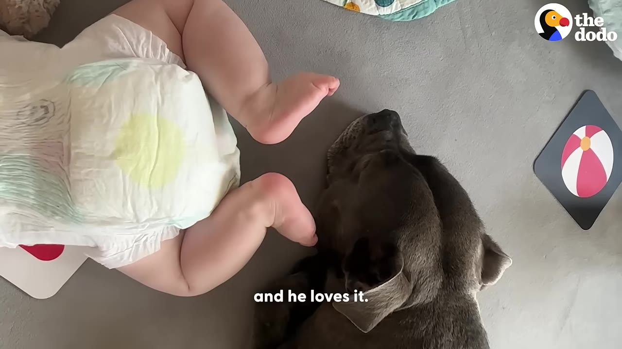 An overhead view of a baby in a diaper lying on a play mat next to a grey dog resting its head near the baby's feet.
