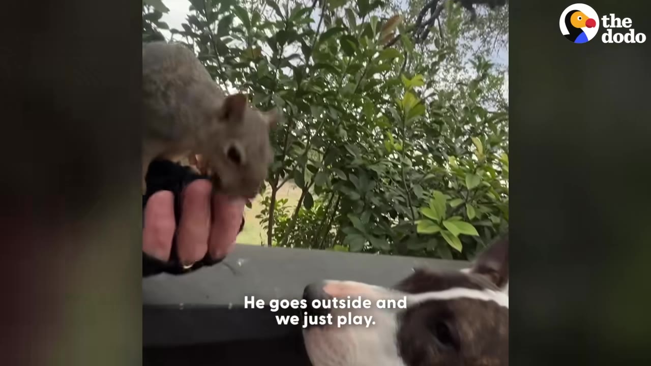 A small grey squirrel perched on a gloved hand looks down towards a brindle and white dog looking up at it.