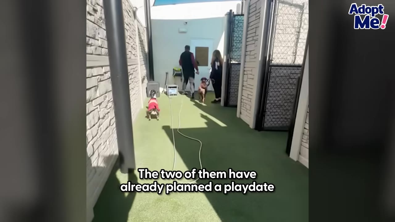 Two people walk in opposite directions down an outdoor corridor, each leading a dog on a leash, with text overlay reading 'The two of them have already planned a playdate'.