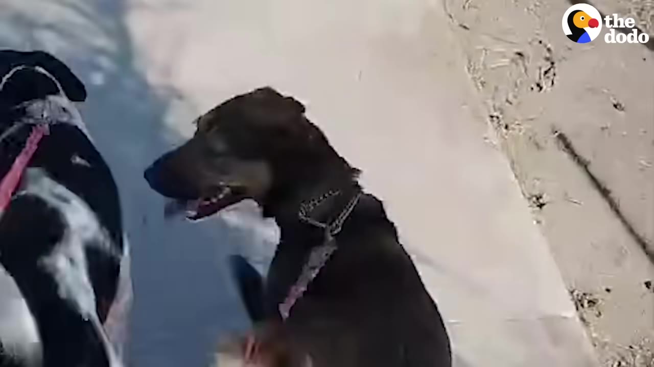 A brown dog with a collar and leash looks back happily while walking next to a black and white dog.