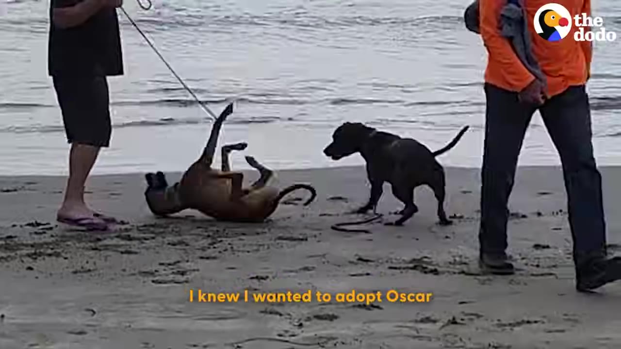 Two dogs playing on a sandy beach near the water, with one dog rolling on its back on a leash held by a person, and another dog standing nearby.