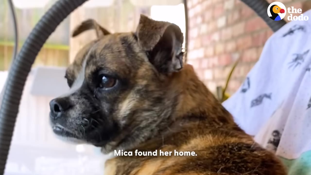 A close-up profile shot of a small brindle dog with floppy ears looking off to the side, with text on screen reading 'Mica found her home.'
