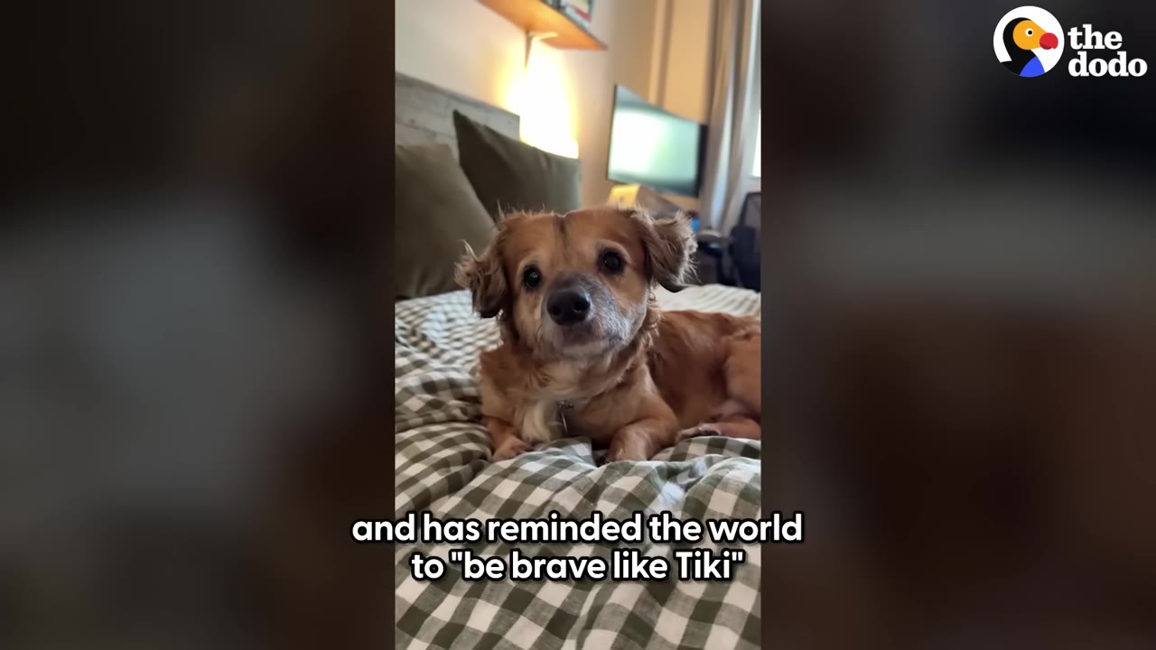 A small, brown, scruffy dog named Tiki lies on a green and white checkered blanket, looking directly at the camera with a calm expression.