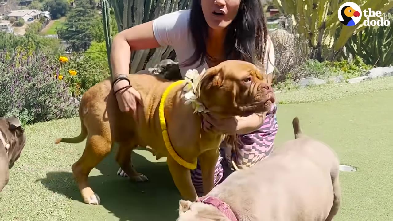 A woman kneels on a green lawn, gently holding a large brown dog wearing a white flower lei, with other dogs nearby.