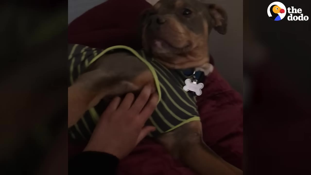 A brown and black dog wearing a green and black striped shirt with a bone-shaped tag is being gently petted on the chest.