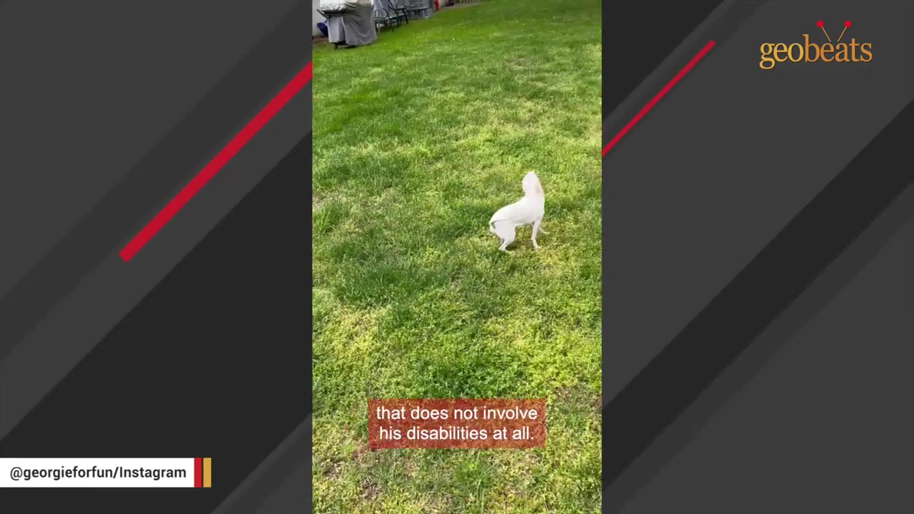 A small white dog stands on a lush green lawn, looking up towards the sky.