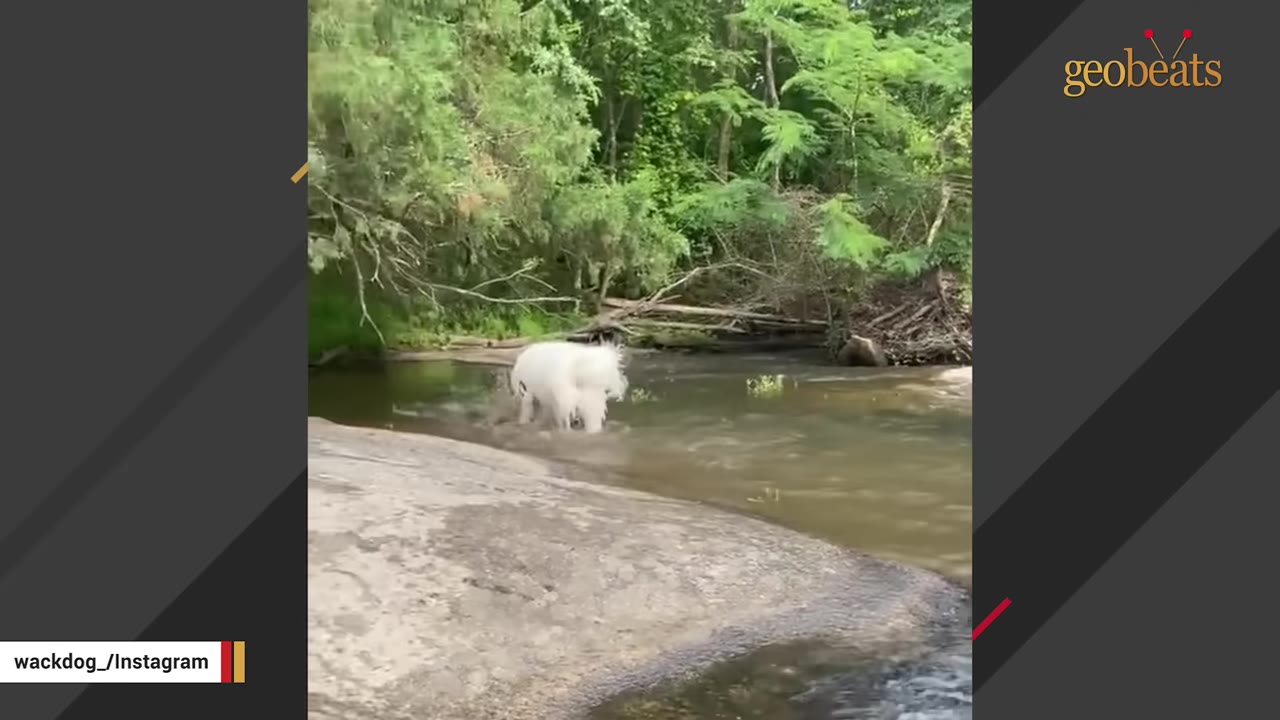 A fluffy white dog stands in a shallow, flowing river surrounded by green trees.