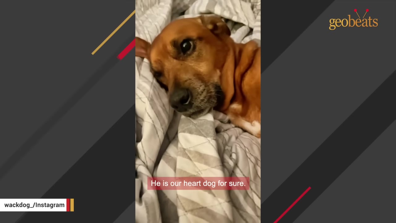 A brown dog lies on a striped blanket, looking directly at the camera with a caption that reads, 'He is our heart dog for sure.'