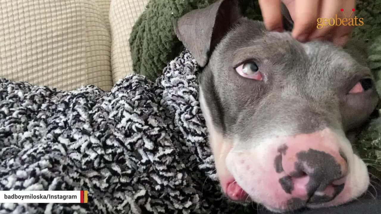 A close-up of a grey and white pit bull wearing a black and white patterned sweater, looking up with relaxed eyes as a hand gently pets its head.
