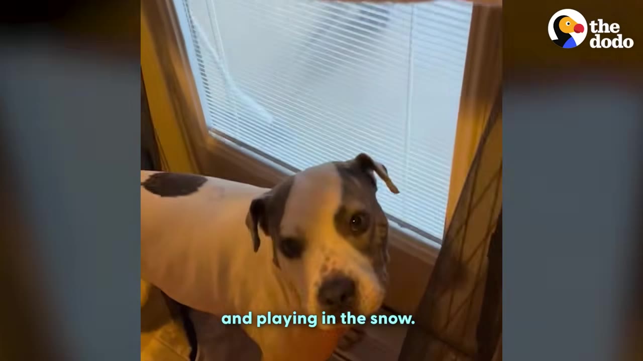 A white and grey dog looks up at the camera with wide eyes inside a house near a window.