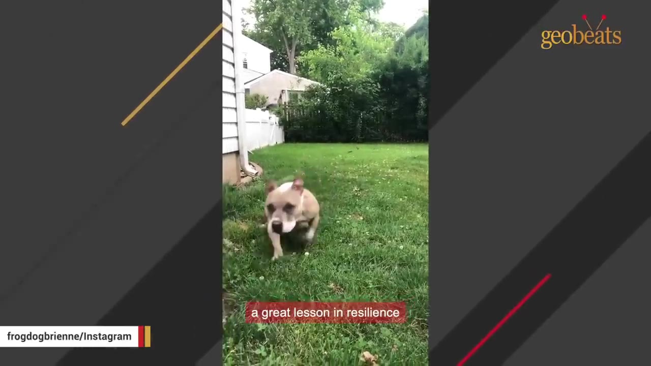 A light-colored dog runs happily across a green grassy lawn in a backyard.