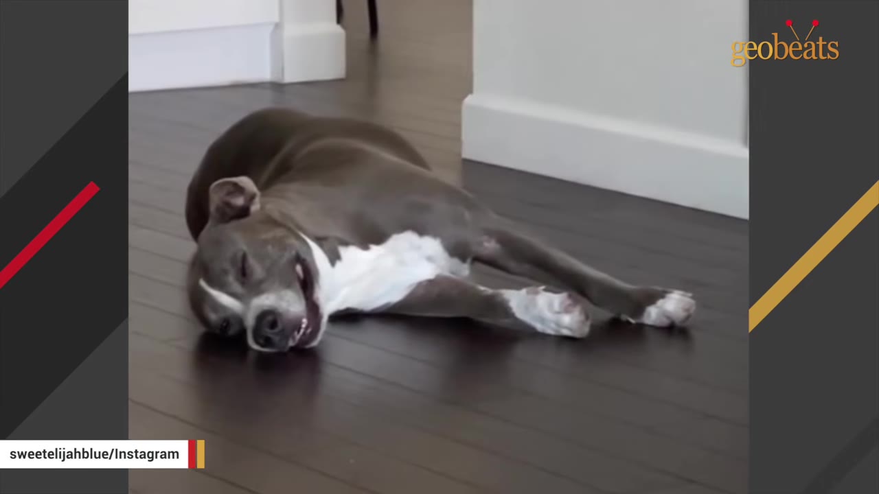 A grey and white dog lying on its side on a dark wooden floor, appearing to smile with its eyes closed.