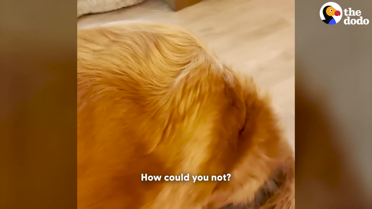 A close-up shot of the golden fur on the head of a dog.