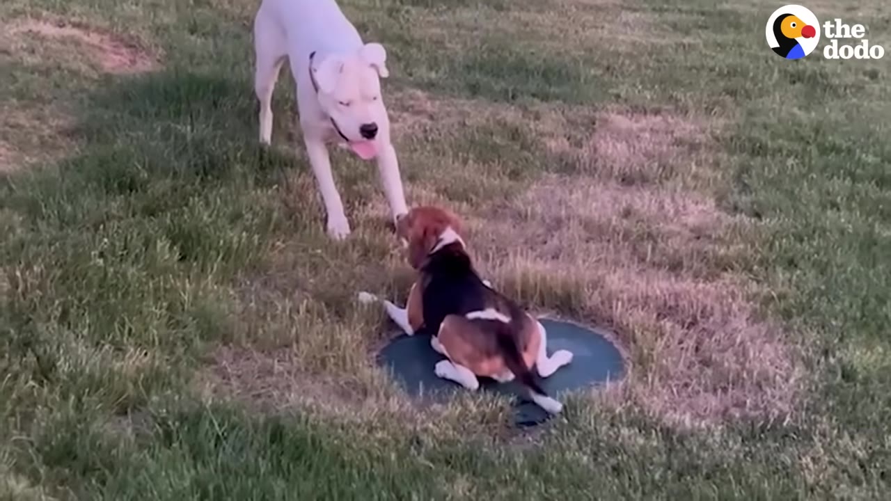 A white dog and a beagle playing together on a grassy lawn.